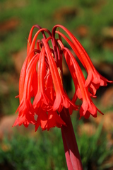 Cyrtanthus contractus