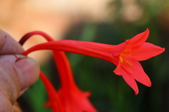 Cyrtanthus contractus