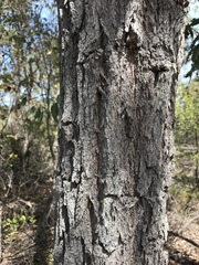 Eucalyptus patens