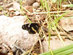 Chlosyne lacinia crocale