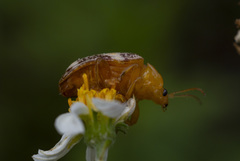 Podontia