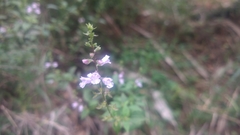 Mosla dianthera