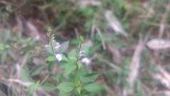 Mosla dianthera