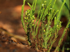 Thesium transvaalense