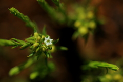 Thesium transvaalense