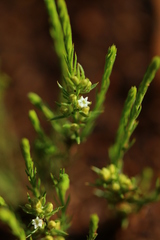 Thesium transvaalense