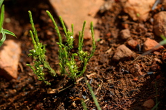 Thesium transvaalense