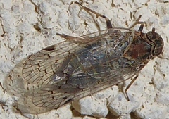 Melanoliarus aridus