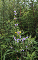 Adenophora triphylla