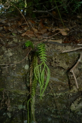 Phlegmariurus phlegmaria