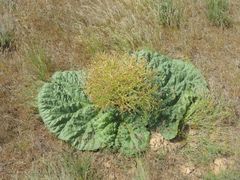 Rheum tataricum
