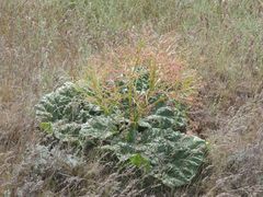 Rheum tataricum