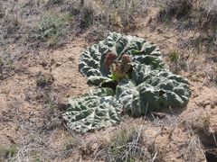 Rheum tataricum