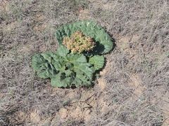 Rheum tataricum