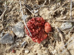 Rheum tataricum
