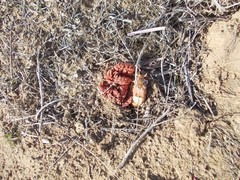 Rheum tataricum