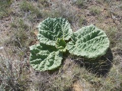 Rheum tataricum
