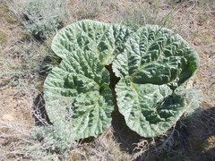 Rheum tataricum