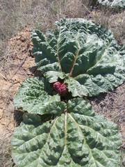 Rheum tataricum