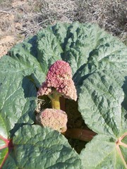 Rheum tataricum