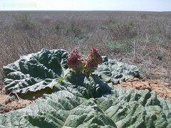 Rheum tataricum