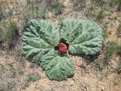 Rheum tataricum