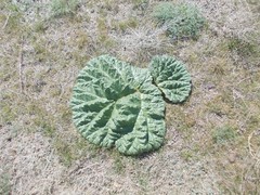 Rheum tataricum