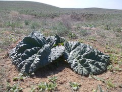 Rheum tataricum