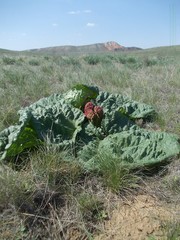 Rheum tataricum