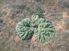 Rheum tataricum