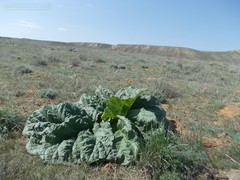Rheum tataricum