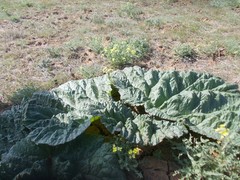 Rheum tataricum