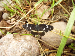 Chlosyne lacinia crocale