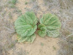 Rheum tataricum