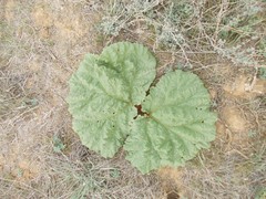 Rheum tataricum