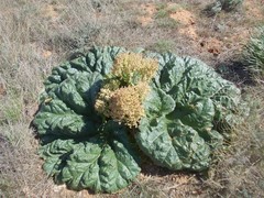 Rheum tataricum