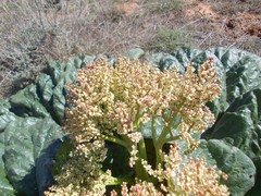 Rheum tataricum