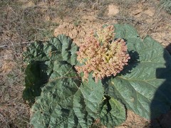 Rheum tataricum