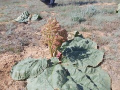Rheum tataricum