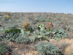 Rheum tataricum