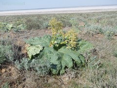 Rheum tataricum