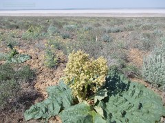 Rheum tataricum