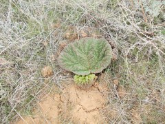 Rheum tataricum