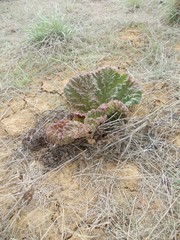 Rheum tataricum
