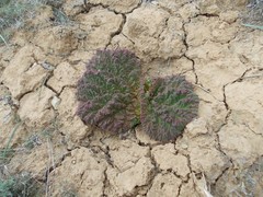 Rheum tataricum