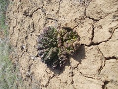 Rheum tataricum