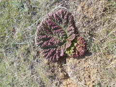 Rheum tataricum