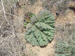 Rheum tataricum