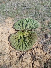 Rheum tataricum