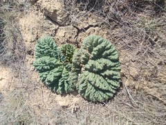 Rheum tataricum